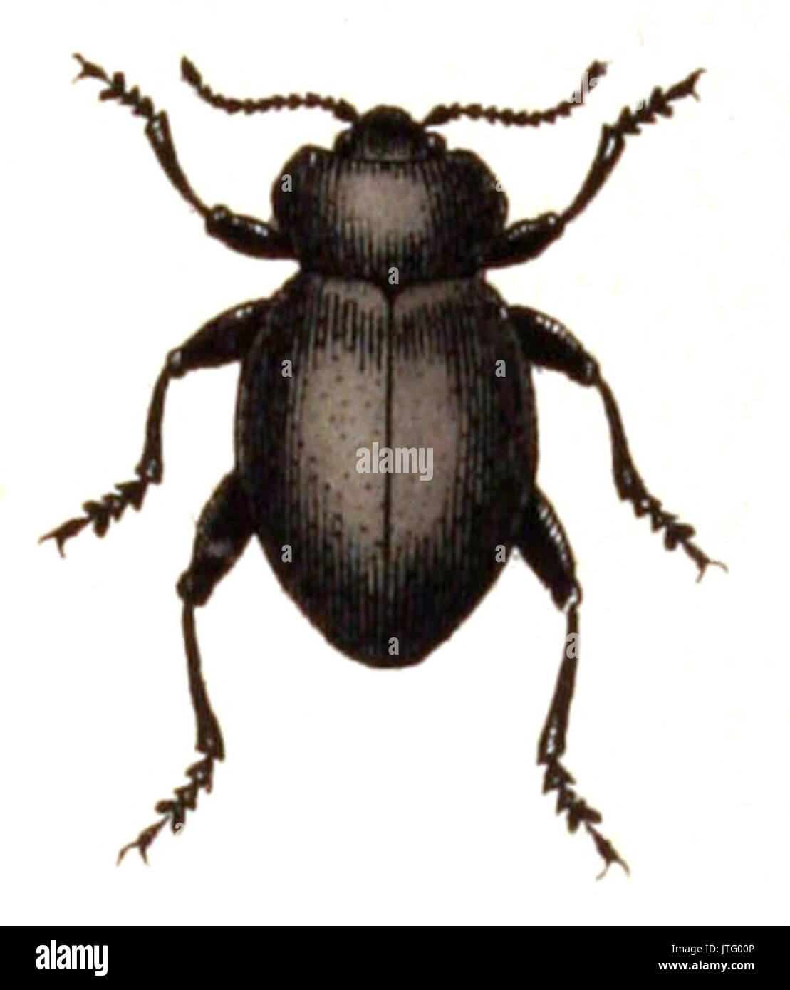 Timarcha.tenebricosa. .calwer.44.01 Stock Photo