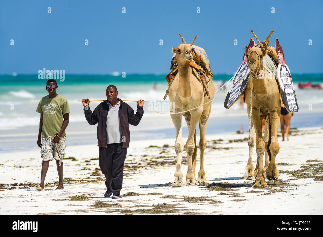 Two camels with owners walking along beach with ocean shore, Diani, Kenya Stock Photo