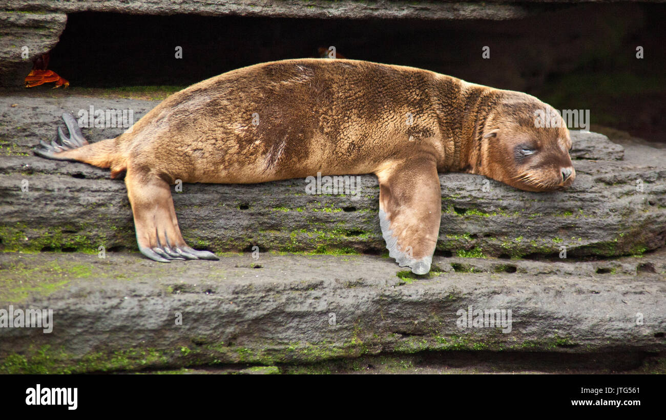 Baby sea lion laying down in Galapagos Stock Photo Alamy