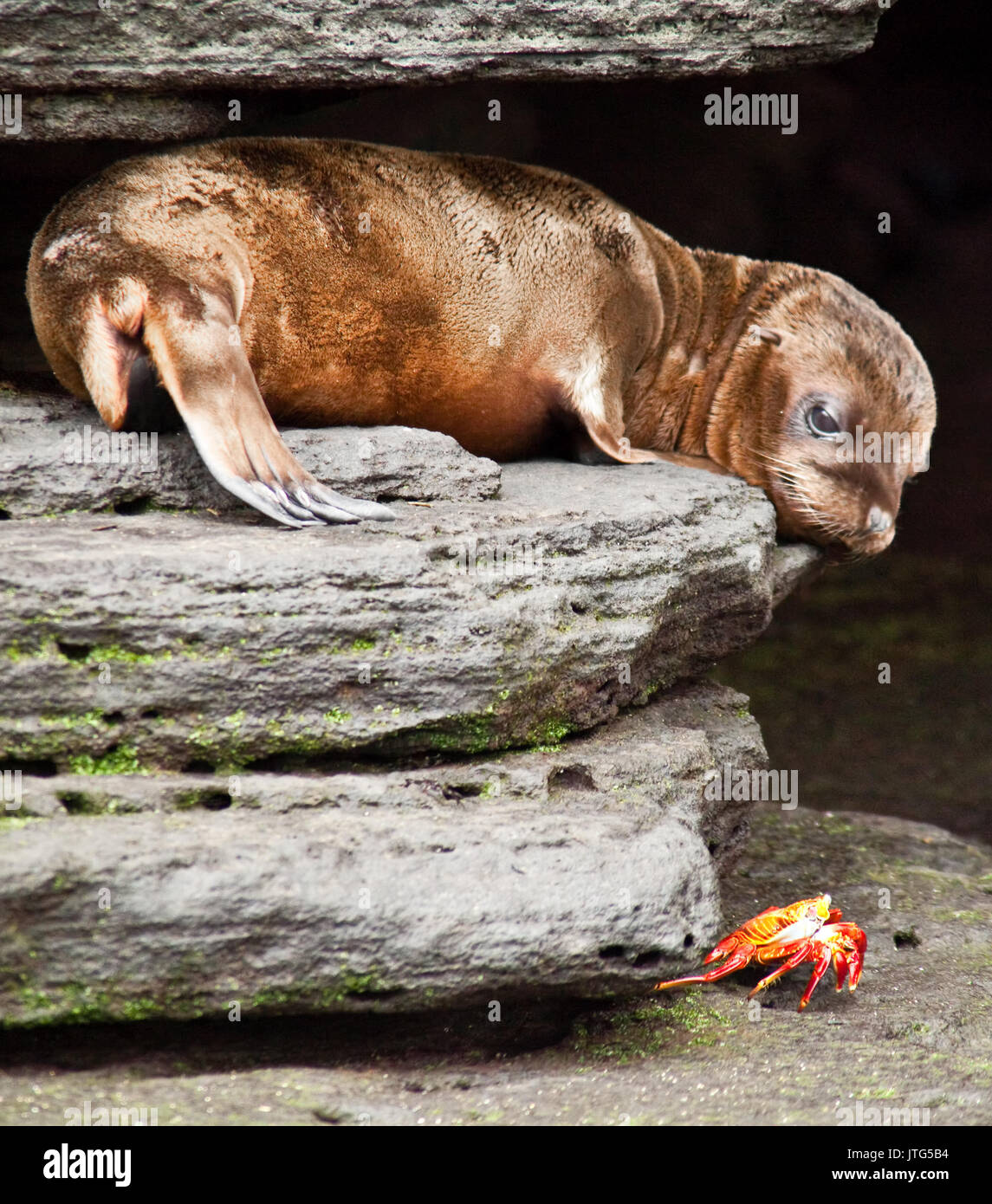 Baby Sea Lion Looking at Sally Lightfoot Crab on Isla Santiago, Galapagos Islands, Ecuador Stock Photo