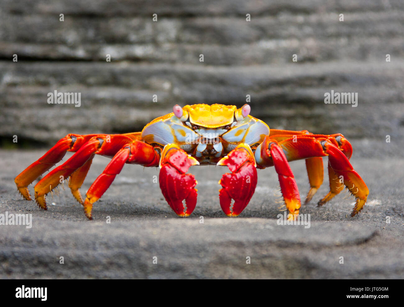 Sally Lightfoot crab on Galapagos Islands Stock Photo