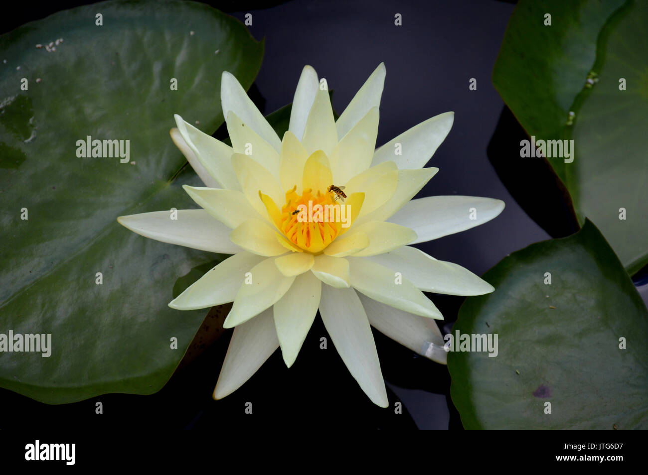 Water lilly and bee hi-res stock photography and images - Alamy