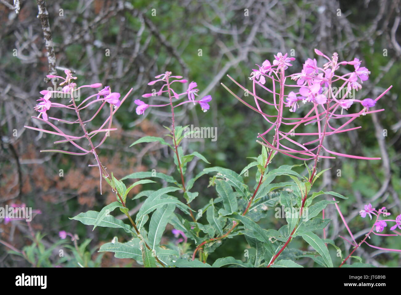 Wildflowers in glacier national park hi-res stock photography and ...