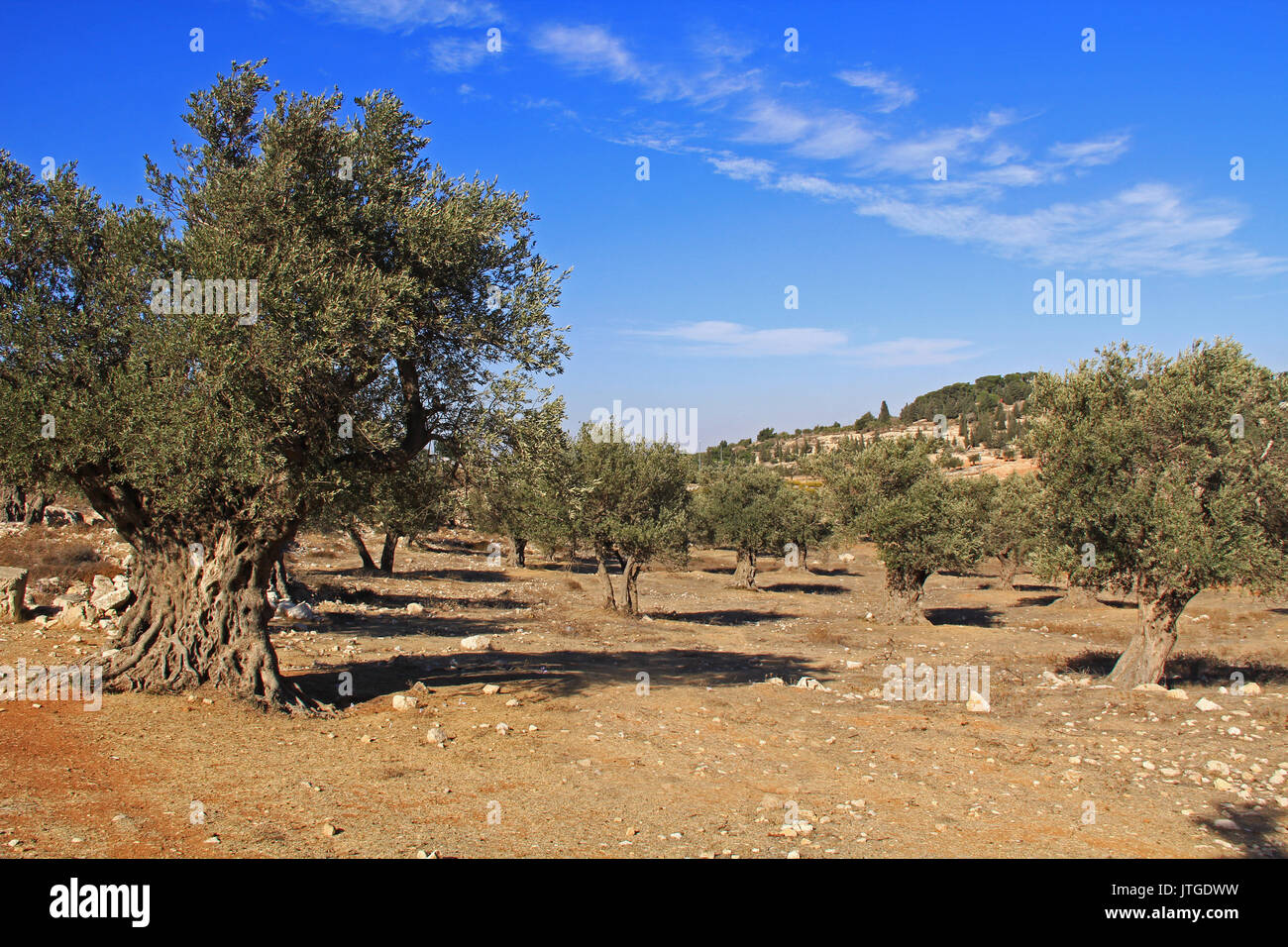 A mature olive tree grove between Bethlehem and Jerusalem, Israel. Stock Photo