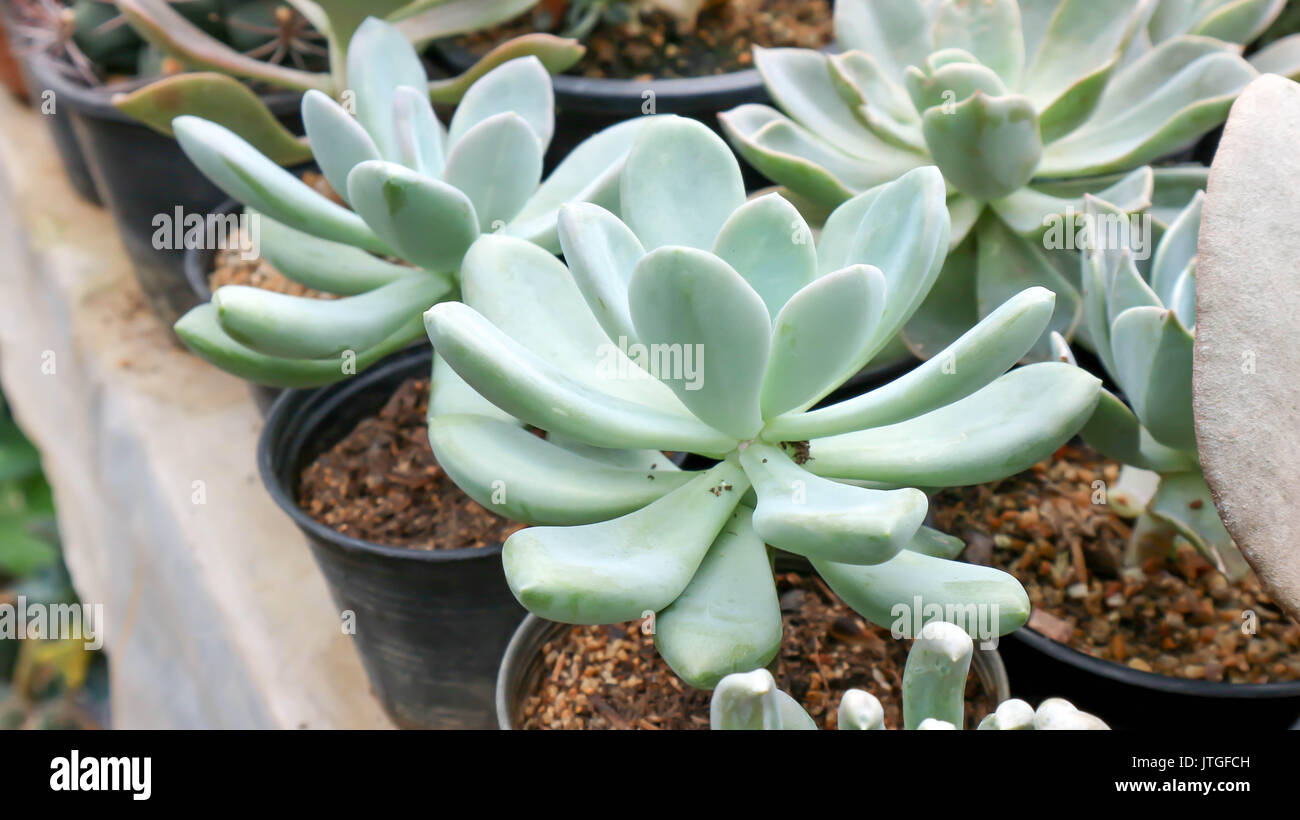 Echeveria subsessilis ,cactus or torch Thistle  in the flowerpot Stock Photo