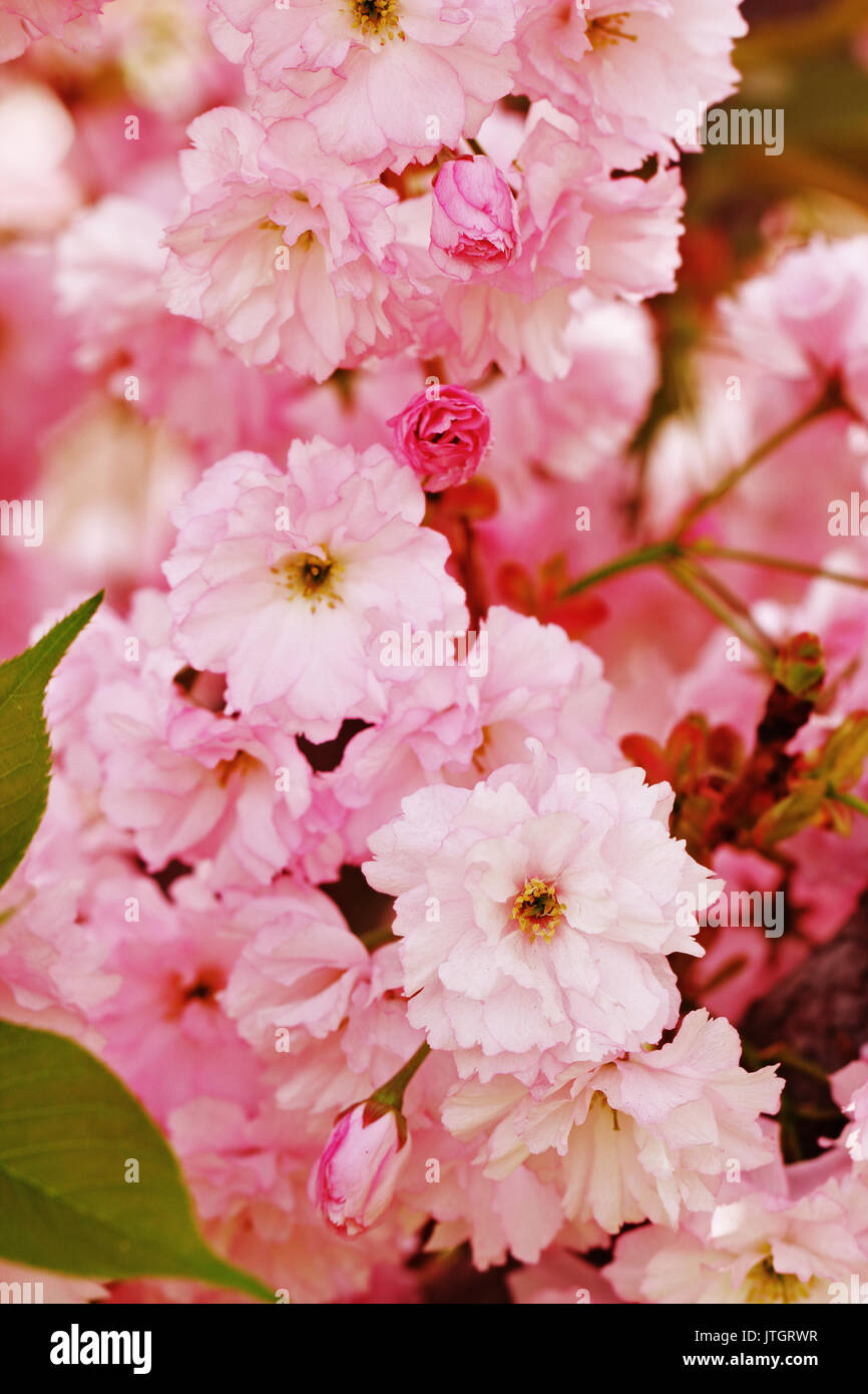 Pink sakura (cherry) tree flowers in blossom May Stock Photo - Alamy