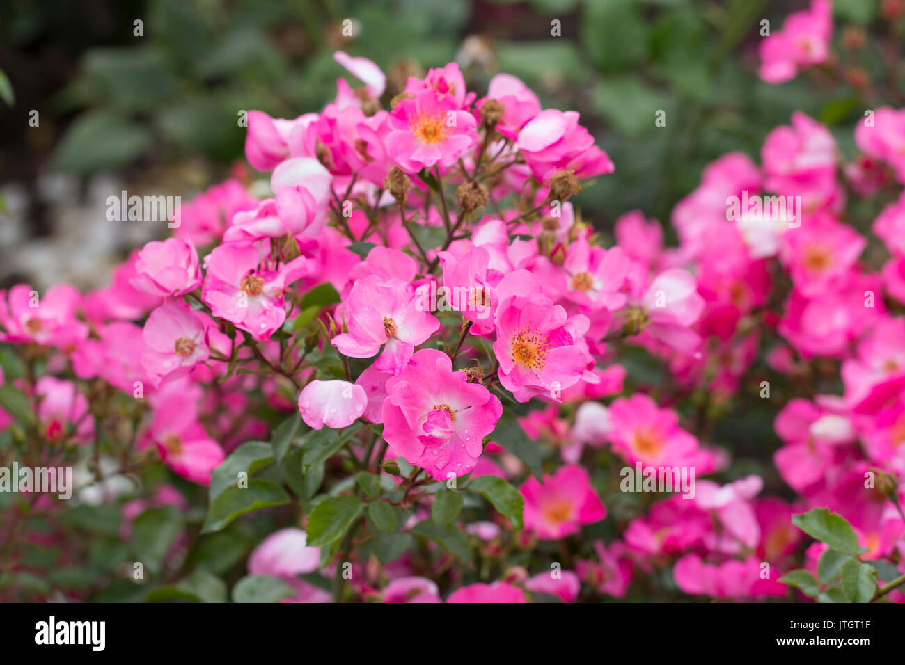 Pink rosa canina, known as the dog rose, is a variable climbing wild