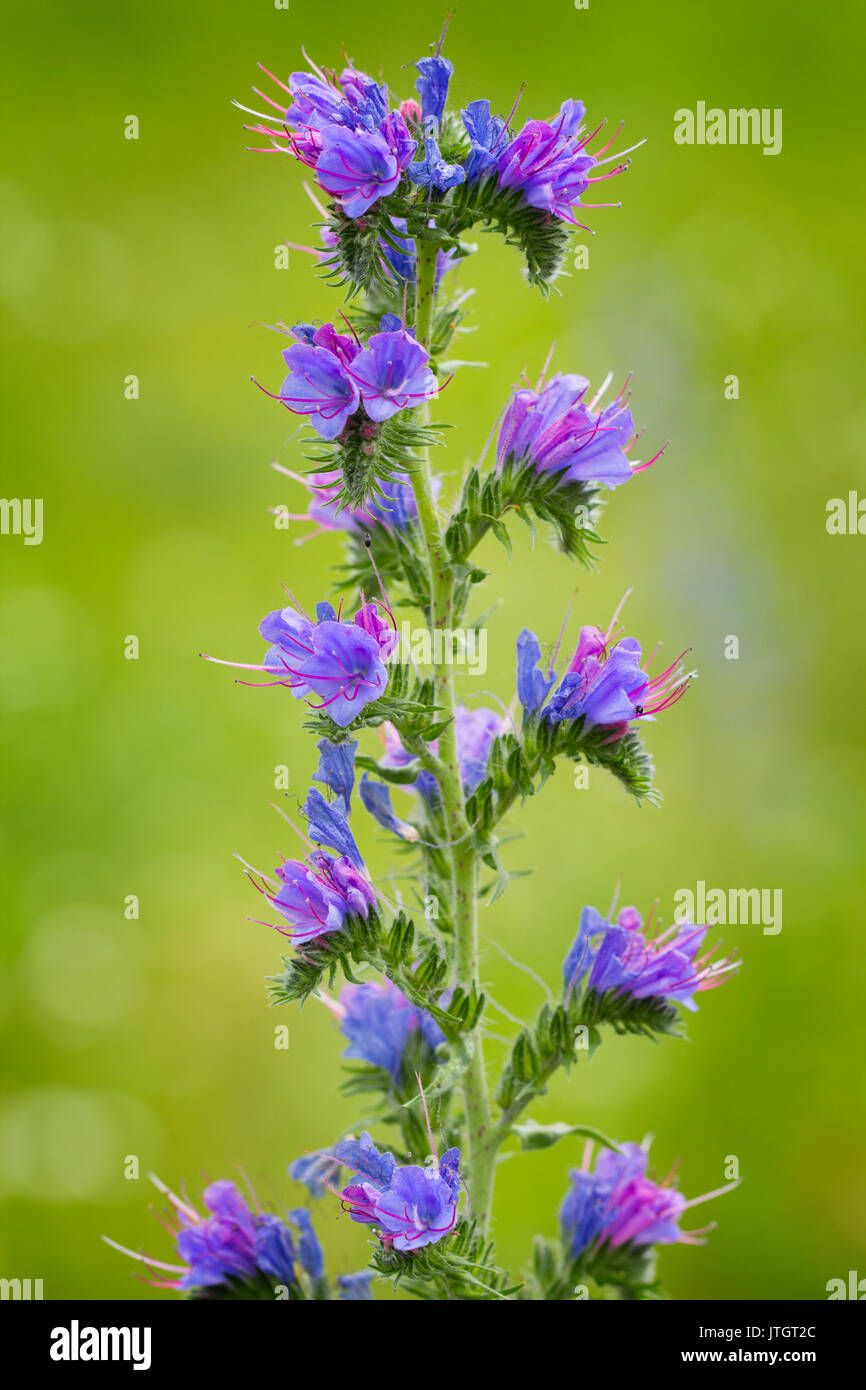 Echium vulgare  (viper's bugloss, blueweed)  is a flowering plant in the borage family Boraginaceae. It is native to most of Europe, western and centr Stock Photo