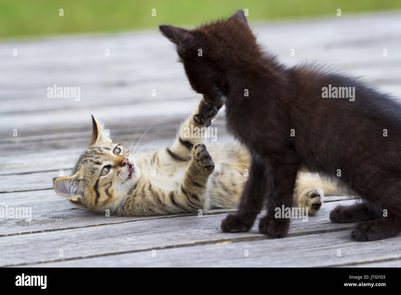 Two cats fighting hires stock photography and images Alamy