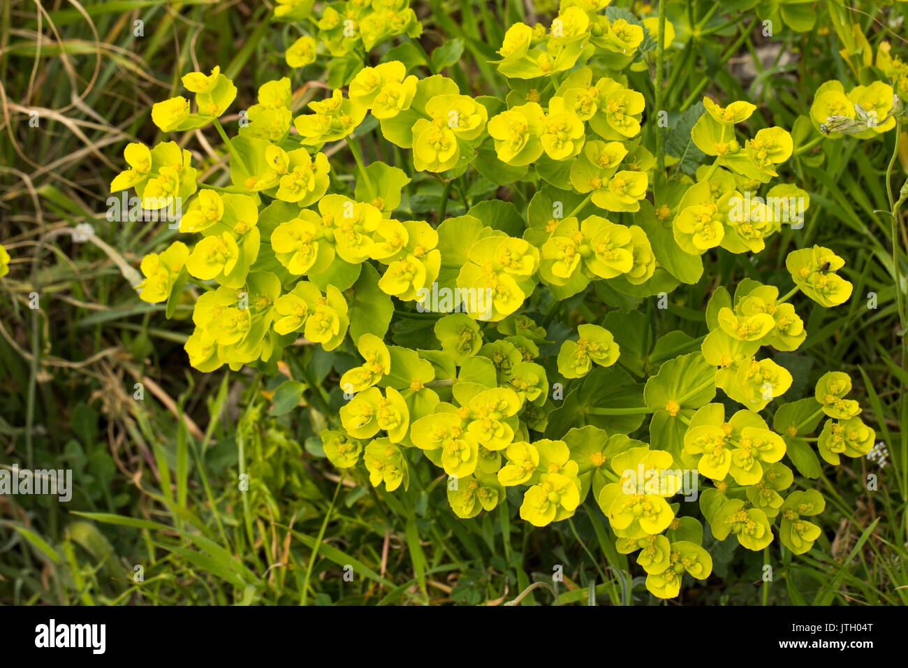 Common yellow lime green Euphorbia cyparissias, the cypress spurge, a species of plant in genus euphorbia with lime green flower Stock Photo