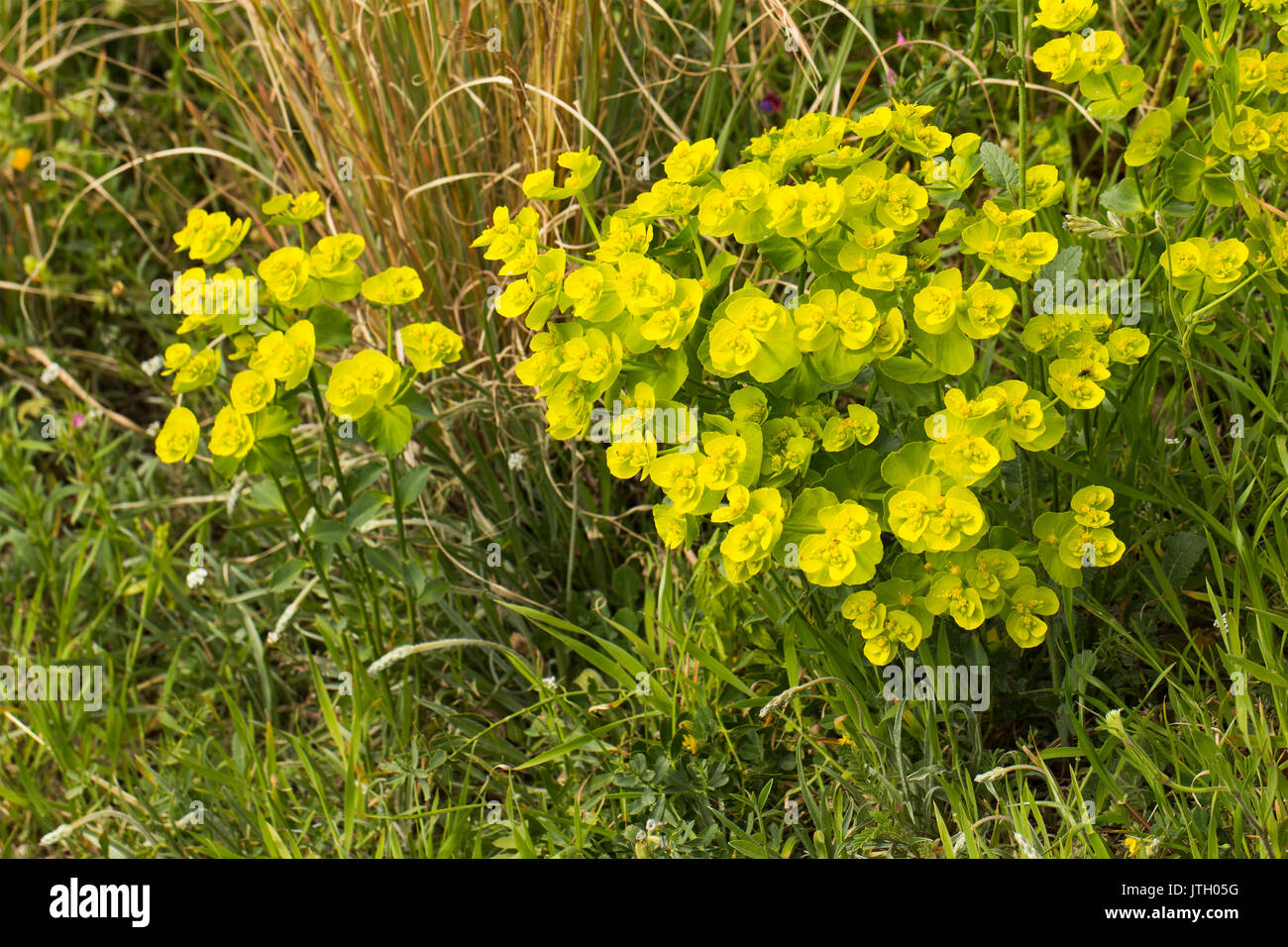 Common yellow lime green Euphorbia cyparissias, the cypress spurge, a species of plant in genus euphorbia with lime green flower Stock Photo