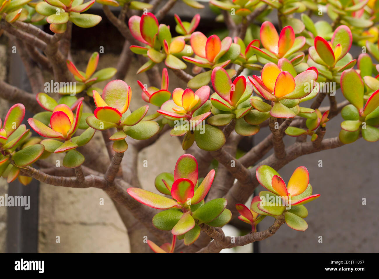 Crassula ovata, commonly known as jade plant, friendship tree, lucky plant, or money tree, is a succulent plant with small pink or white flowers. It i Stock Photo