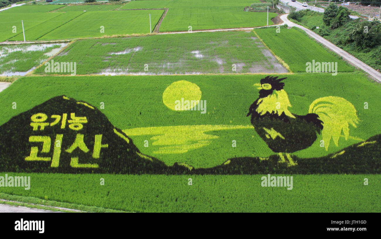 Rice paddy art Shown is a picture of a roster and mountain created on a