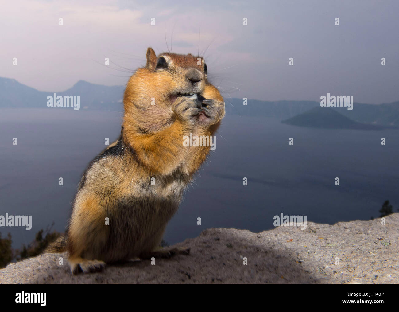 https://c8.alamy.com/comp/JTH43P/crater-lake-national-park-oregon-usa-8th-aug-2017-a-chipmunk-forages-JTH43P.jpg