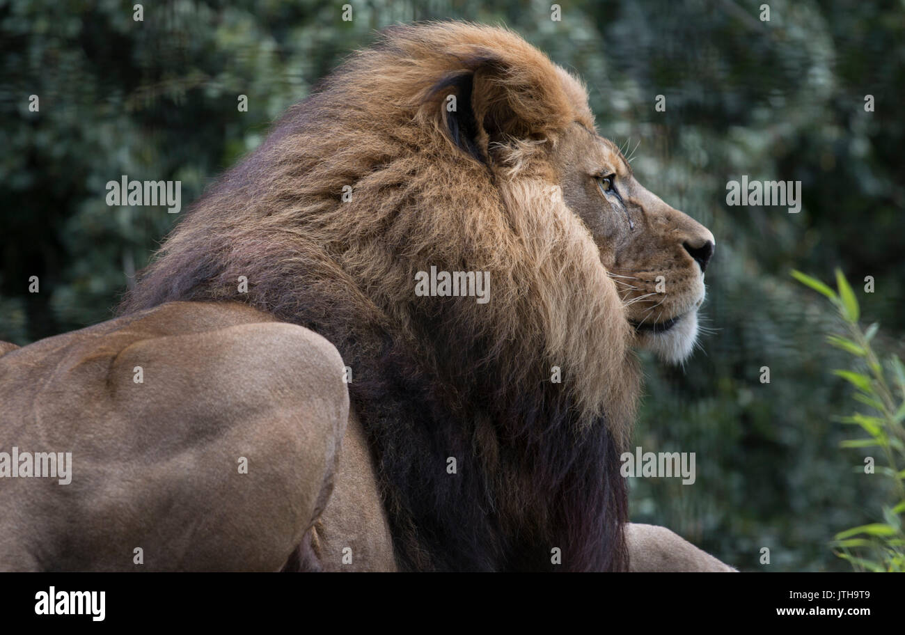 Port Lympne wildlife reserve Kent, UK. 9th August, 2017. The 10th August marks World Lion day. Lion population has dropped by 43% over the last 20yrs, it is thought there are around 20,000 left Credit: darren Attersley/Alamy Live News Stock Photo