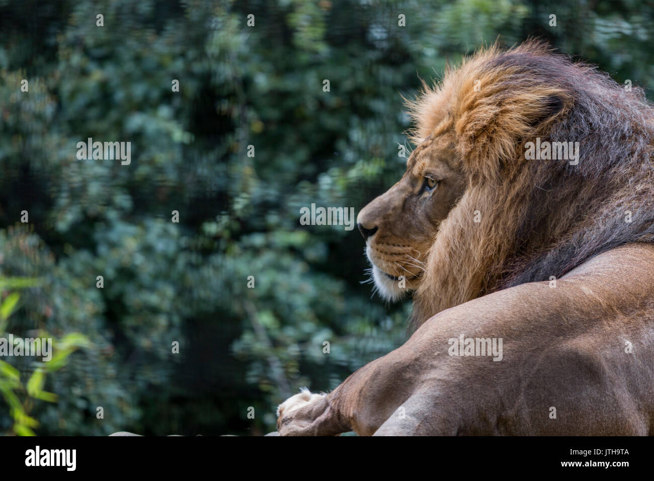 Port Lympne wildlife reserve Kent, UK. 9th August 2017. The 10th August marks World Lion Day. Lion population has dropped by 43% over the last 20yrs, it is thought there are around 20,000 left Credit: Darren Attersley/Alamy Live News Stock Photo