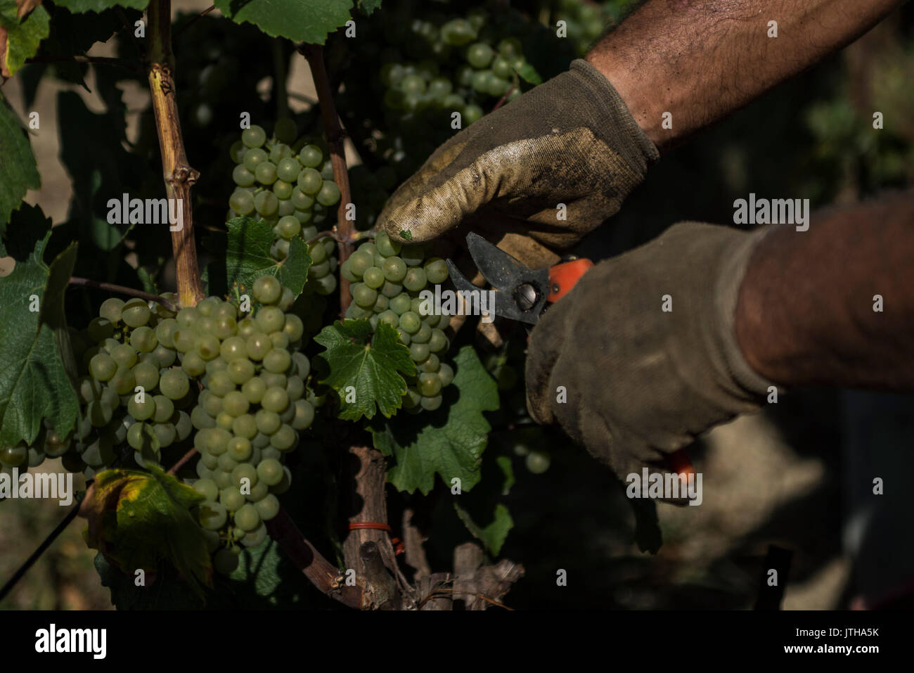 August 5, 2017 - Albs, Piedmont, Italy - Alba,Italy-August 9, 2017: Advance of the grape harvests of the wineries for harvesting because of the hot climate in Piedmont (Credit Image: © Stefano Guidi via ZUMA Wire) Stock Photo