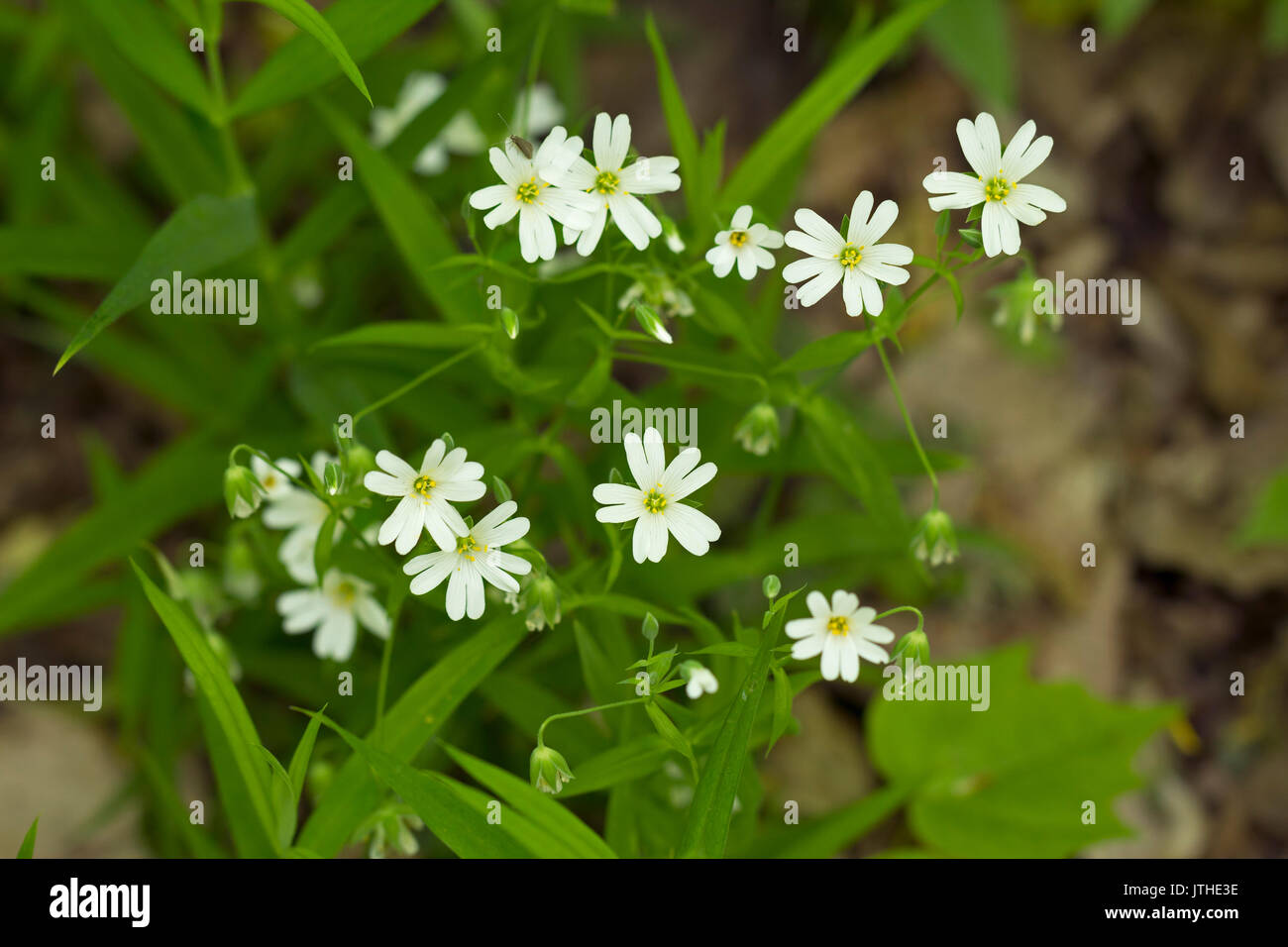A field of stellaria media flowers in the forest Stock Photo