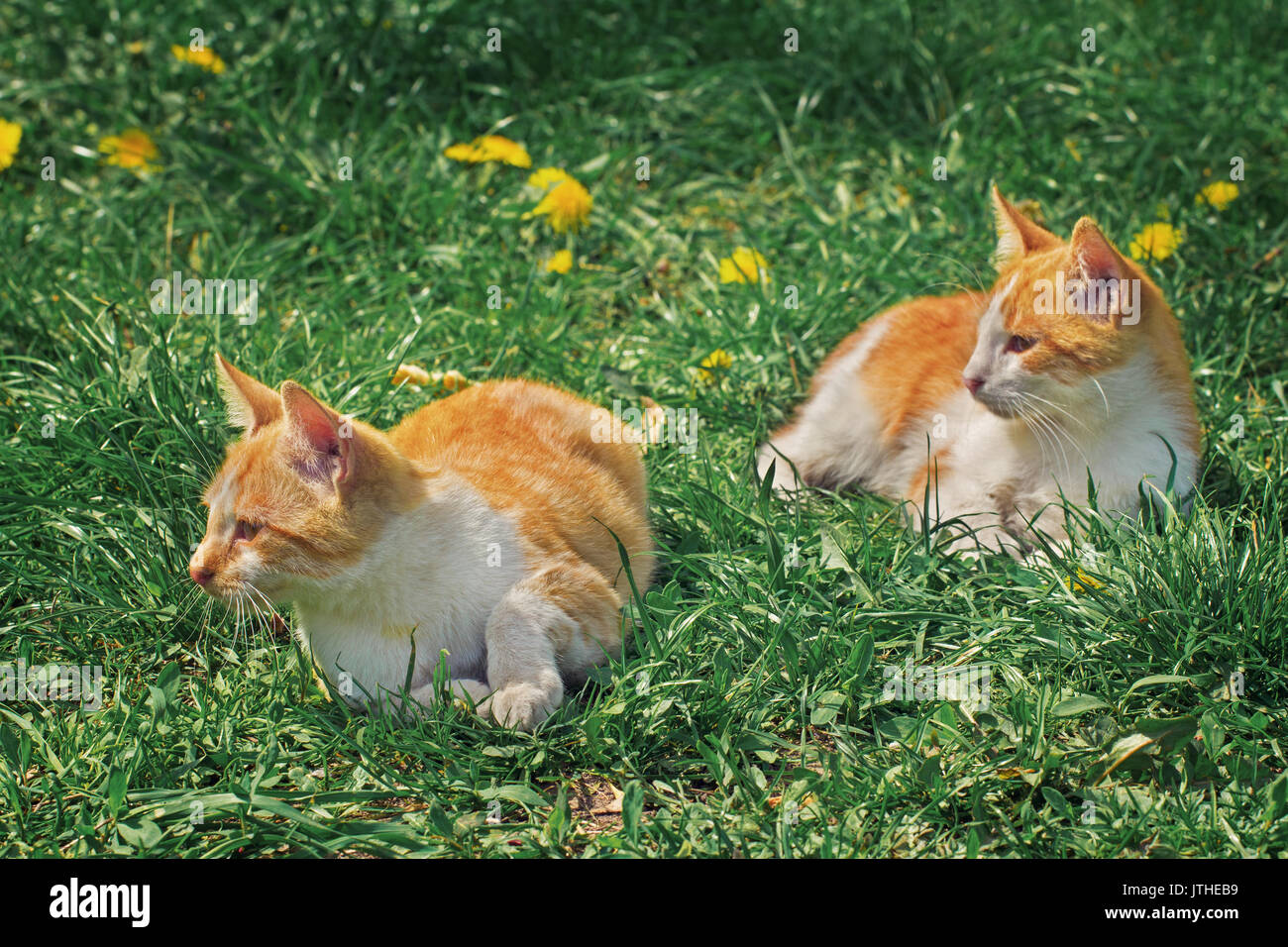 Two red and white brother kittens relaxing on the grass under the sun Stock Photo