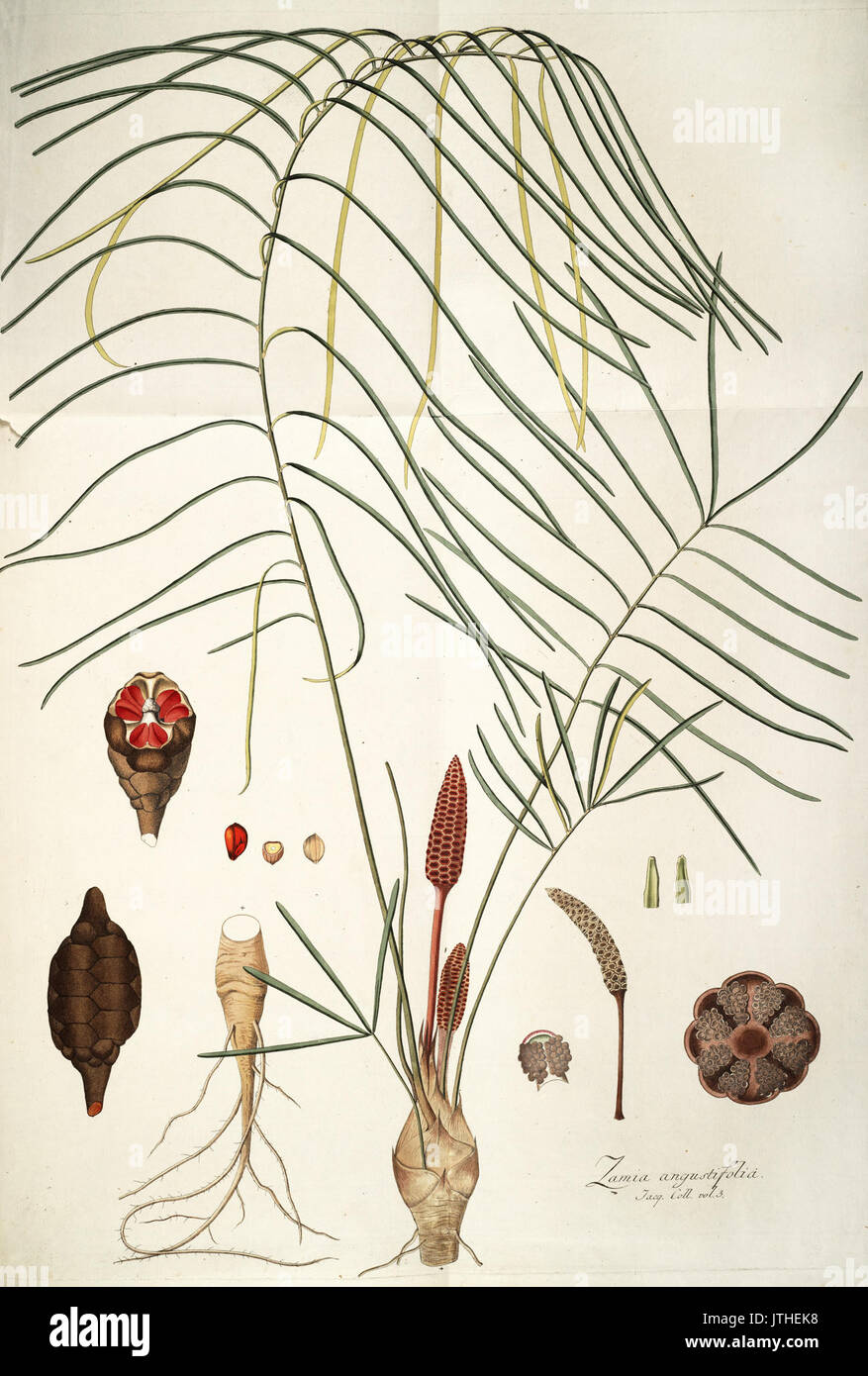 Zamia angustifolia Stock Photo