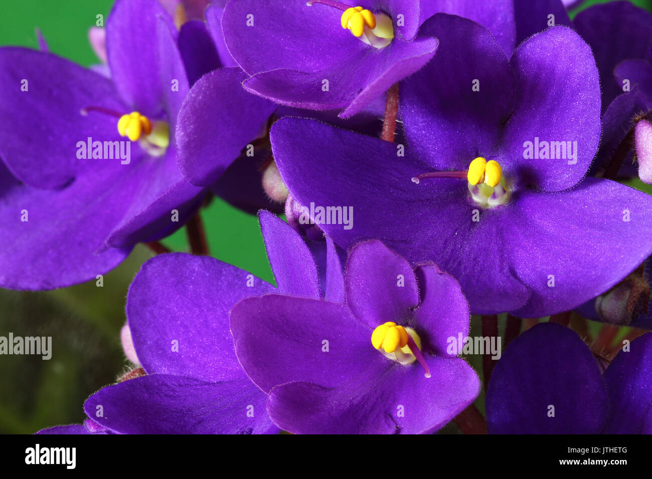 Violet saintpaulia closeup over natural background Stock Photo