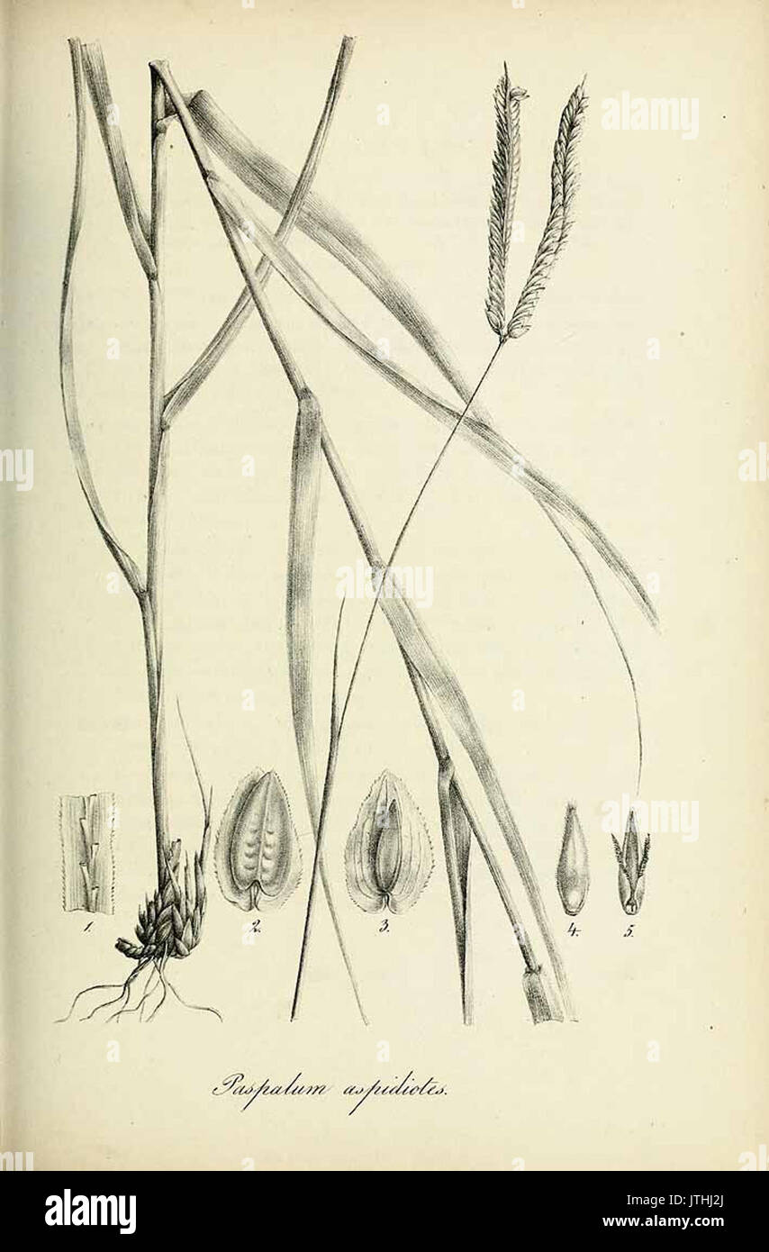 Paspalum aspidiotes   Species graminum   Volume 3 Stock Photo