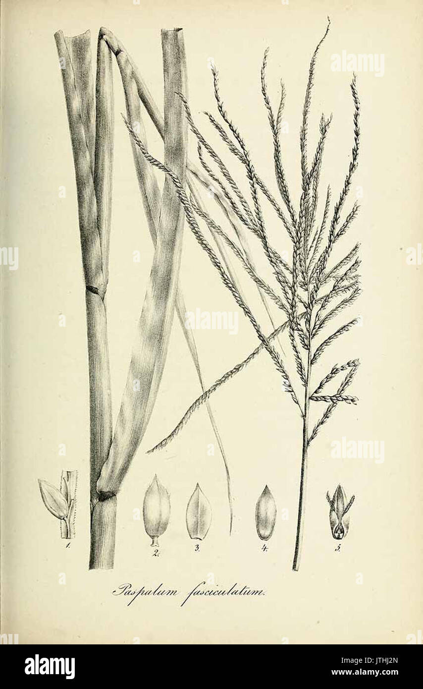 Paspalum fasciculatum   Species graminum   Volume 3 Stock Photo