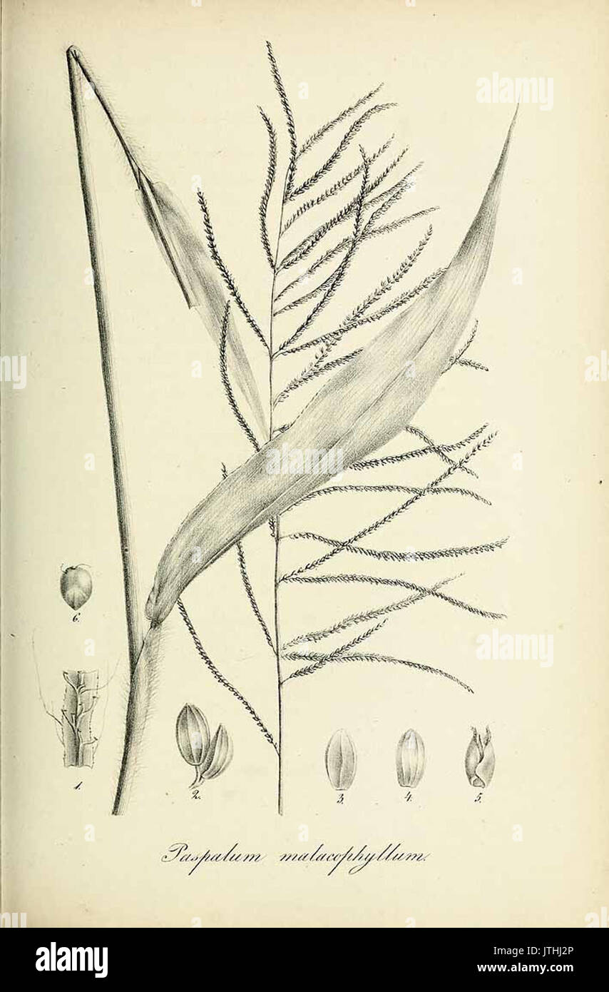Paspalum malacophyllum   Species graminum   Volume 3 Stock Photo