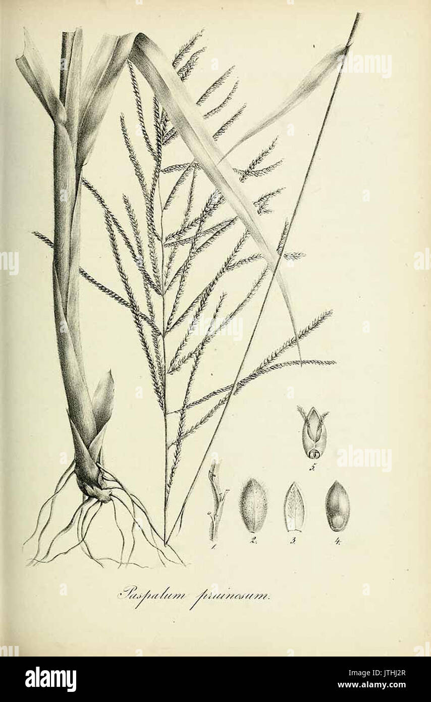Paspalum pruinosum   Species graminum   Volume 3 Stock Photo