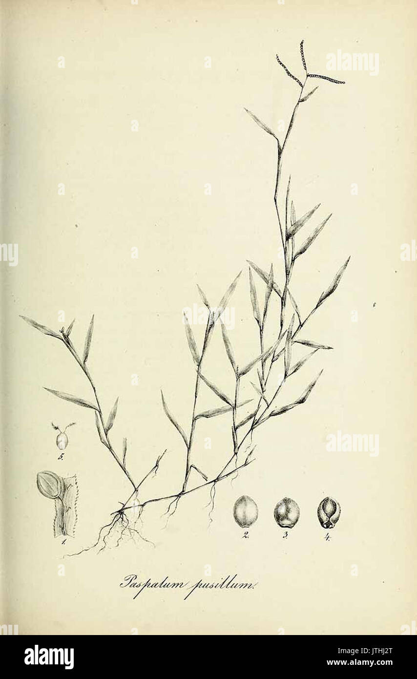 Paspalum pusillum   Species graminum   Volume 3 Stock Photo