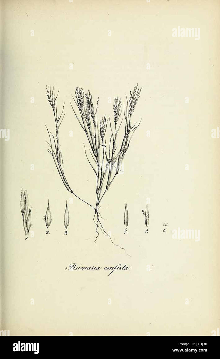 Reimaria conferta   Species graminum   Volume 3 Stock Photo