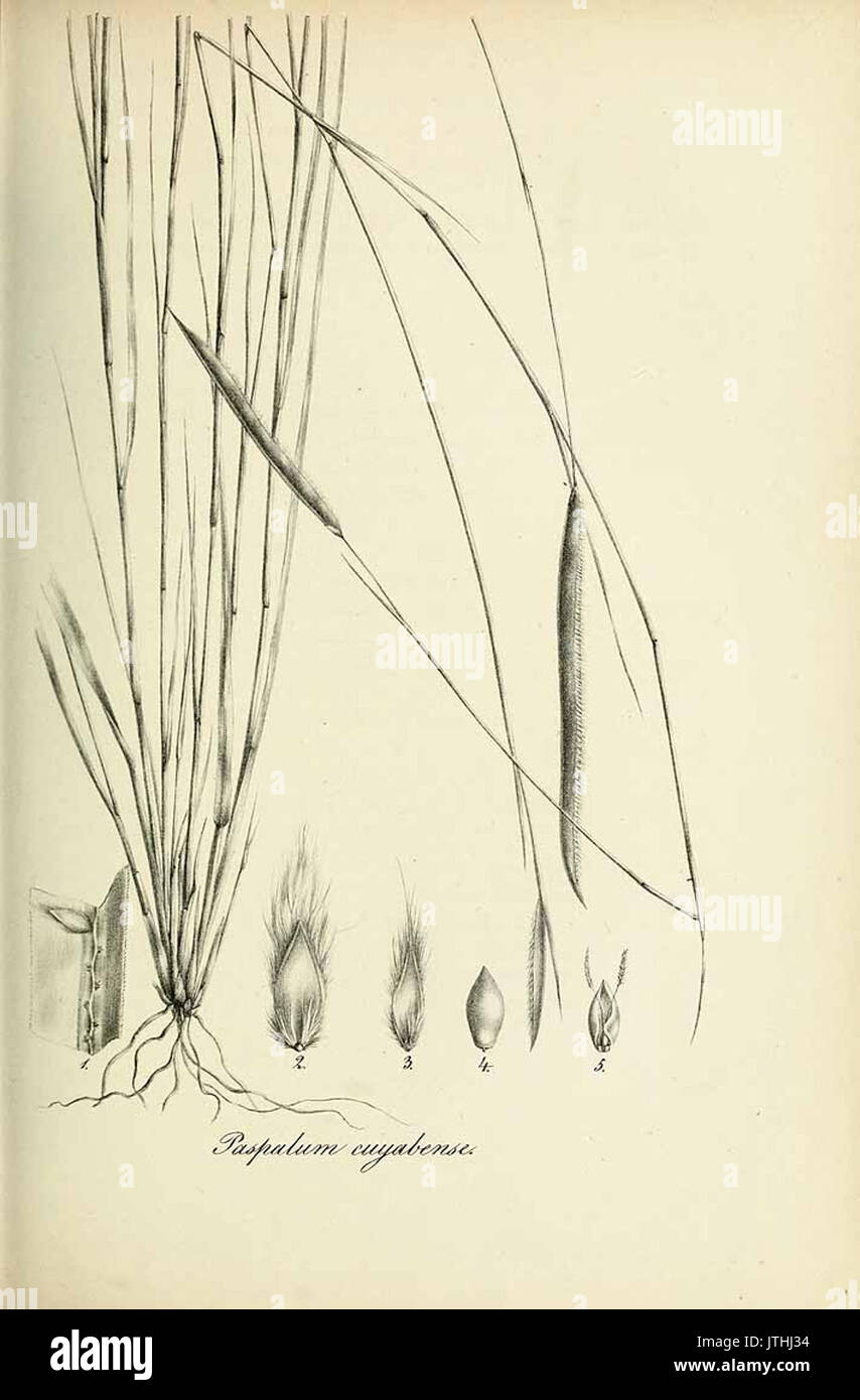 Paspalum cuyabense   Species graminum   Volume 3 Stock Photo