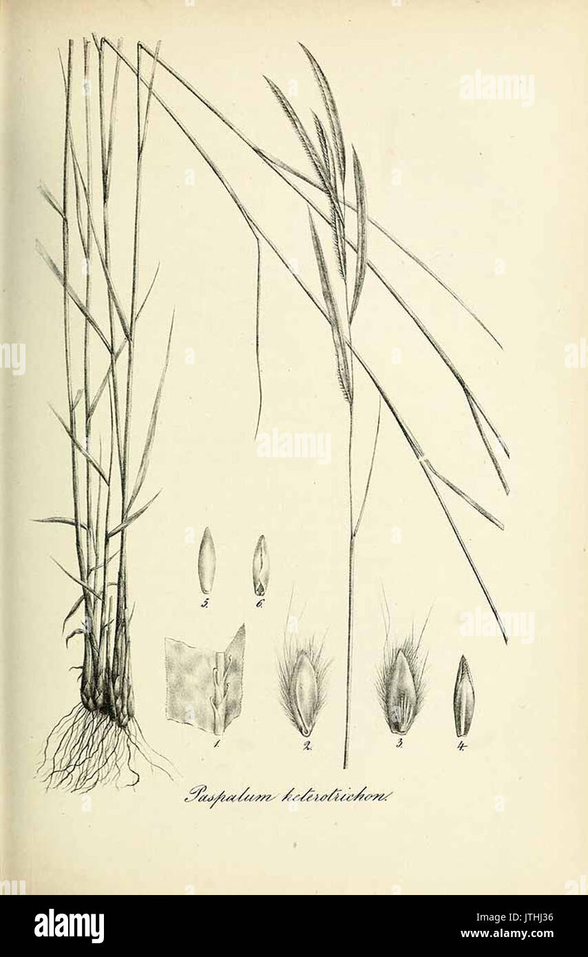 Paspalum heterotrichon   Species graminum   Volume 3 Stock Photo
