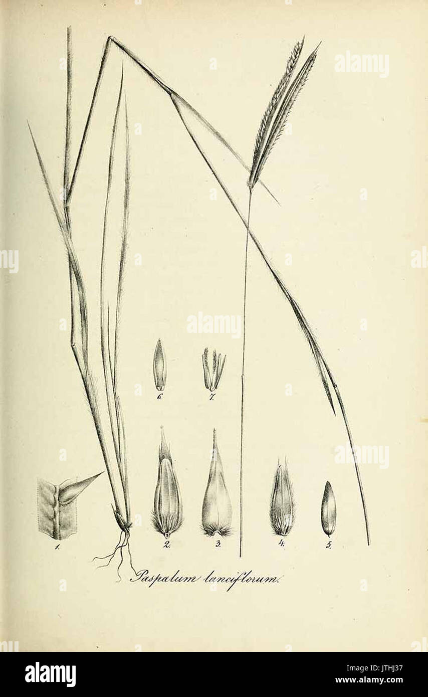 Paspalum lanciflorum   Species graminum   Volume 3 Stock Photo