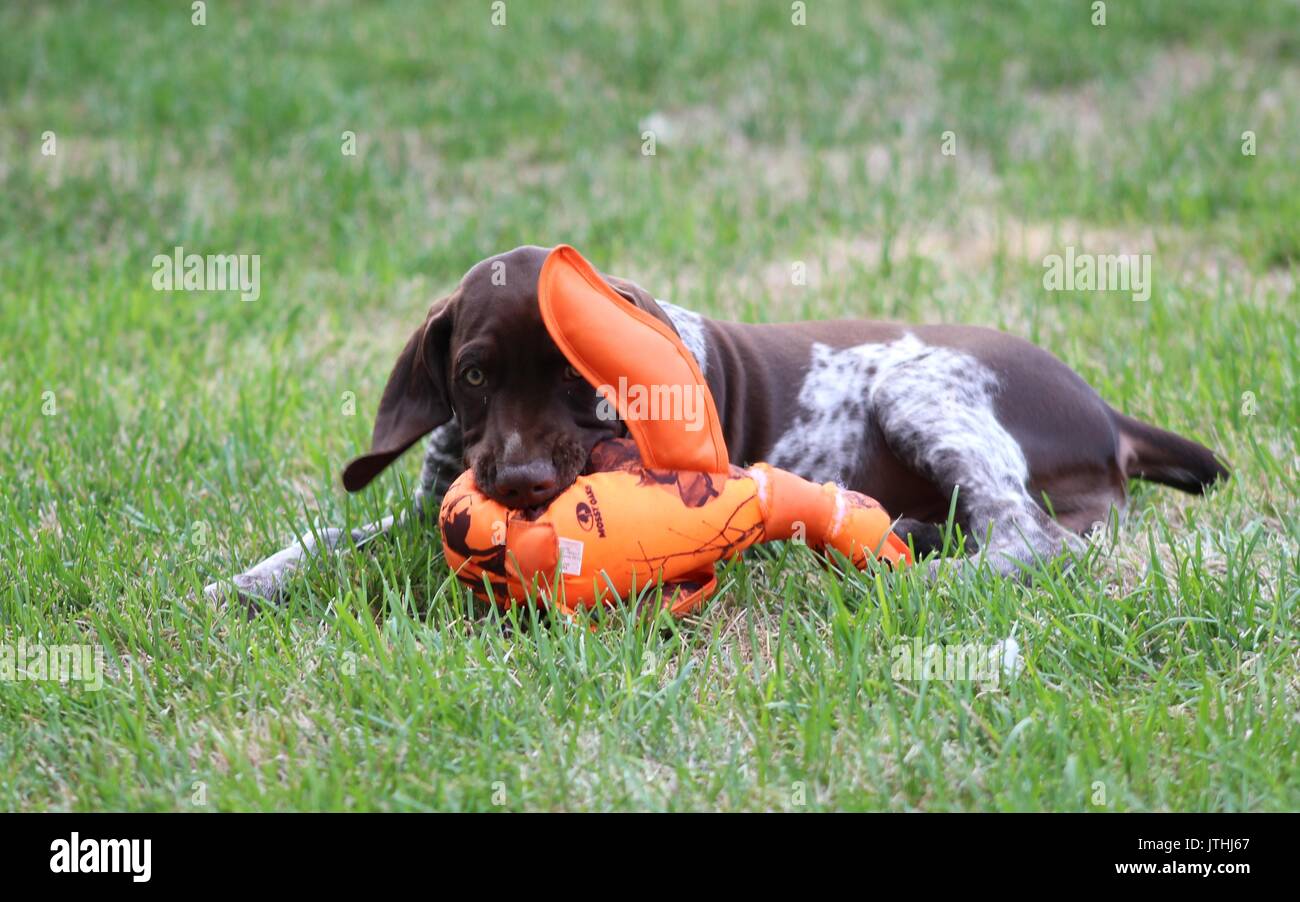 Cute German Shorthair Puppy Playing Stock Photos Cute German