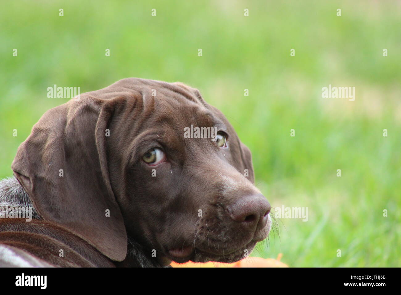 German Shorthair Pointer Stock Photo 152822163 Alamy