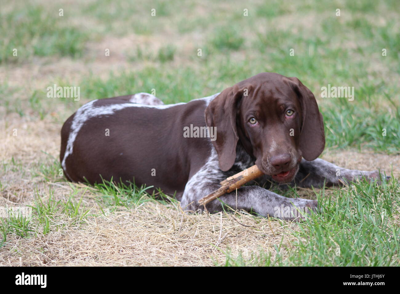 German Shorthair Pointer Stock Photo 152822179 Alamy