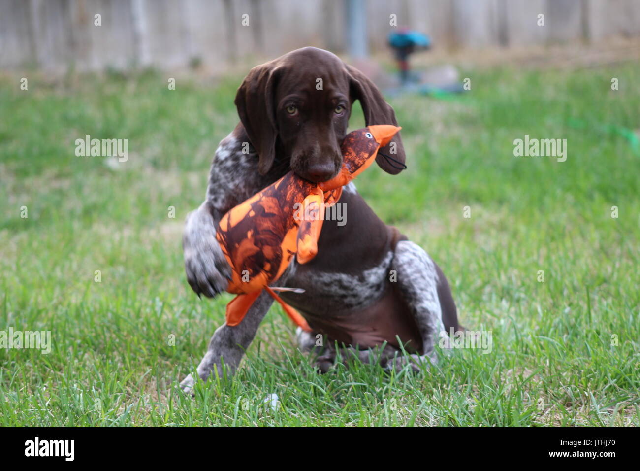 German Pointer Shorthair Stock Photos German Pointer Shorthair