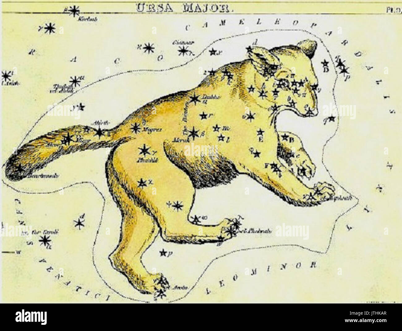 Созвездие зверей. Созвездие большой медведицы рисунок. Созвездие большого пса картинки. Созвездие большого пса тату. Ursa Major Созвездие.