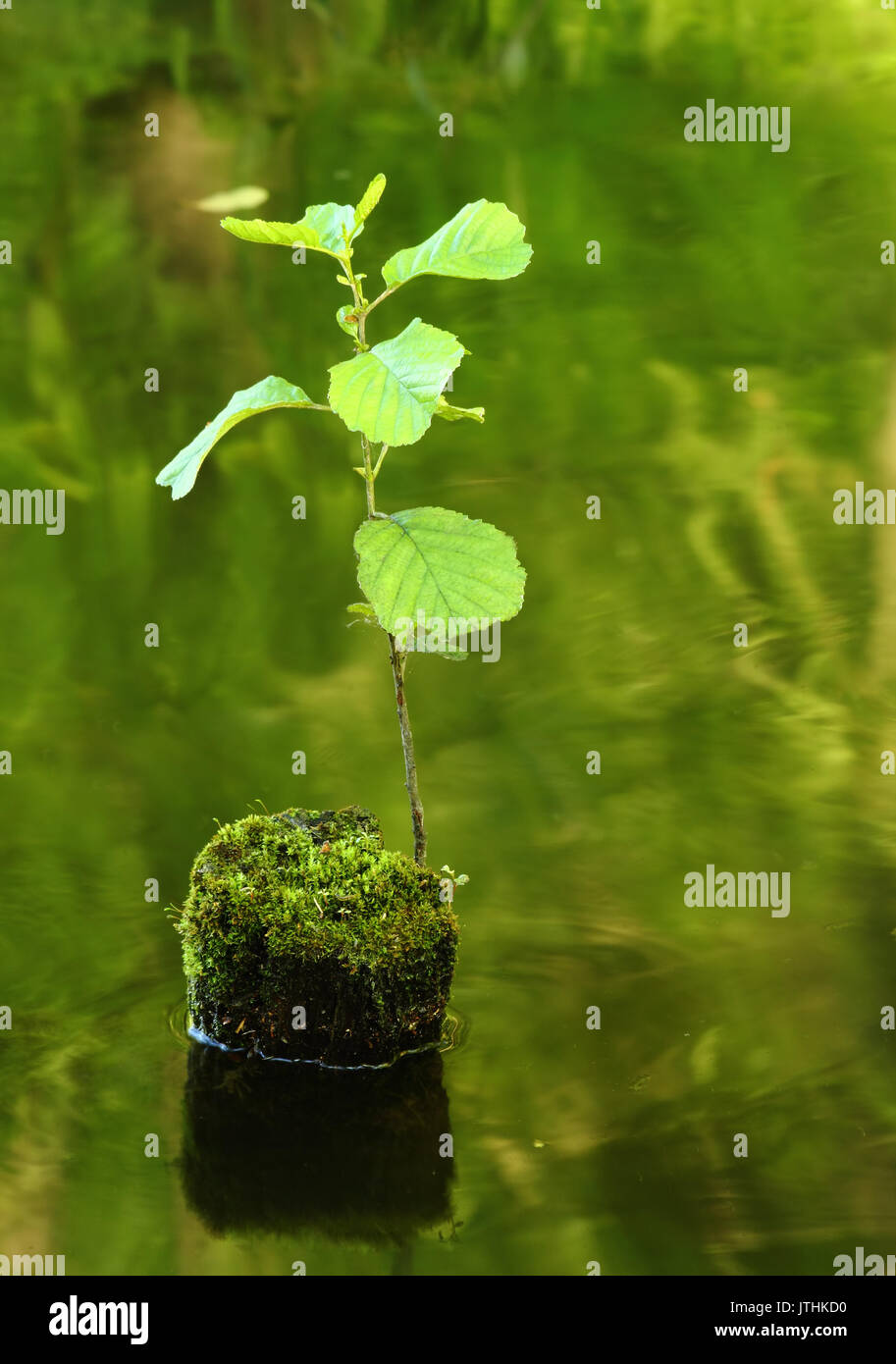 New tree sprout growing from the dead tree covered with moss in the water Stock Photo