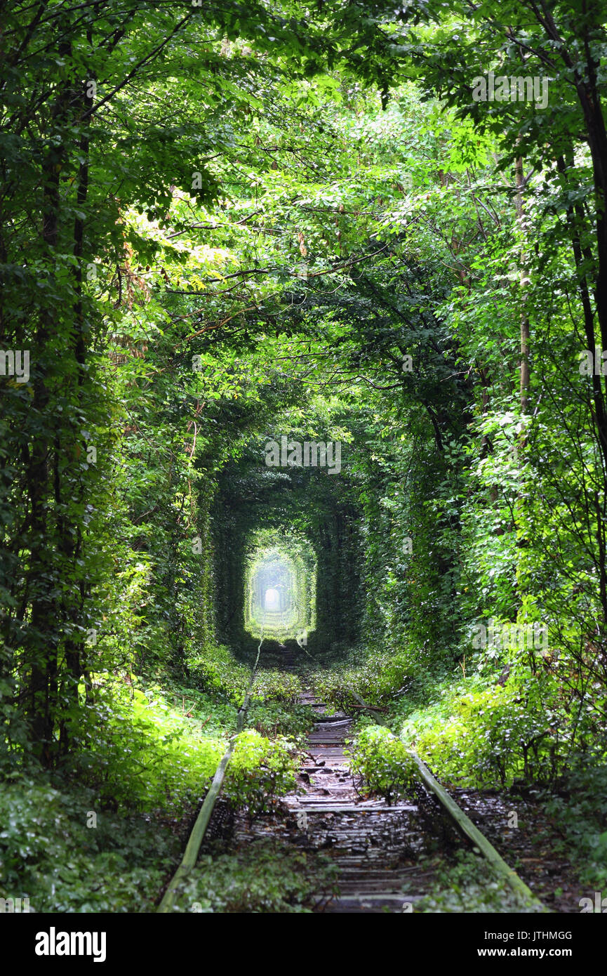 Natural tunnel of love formed by trees in Ukraine Stock Photo
