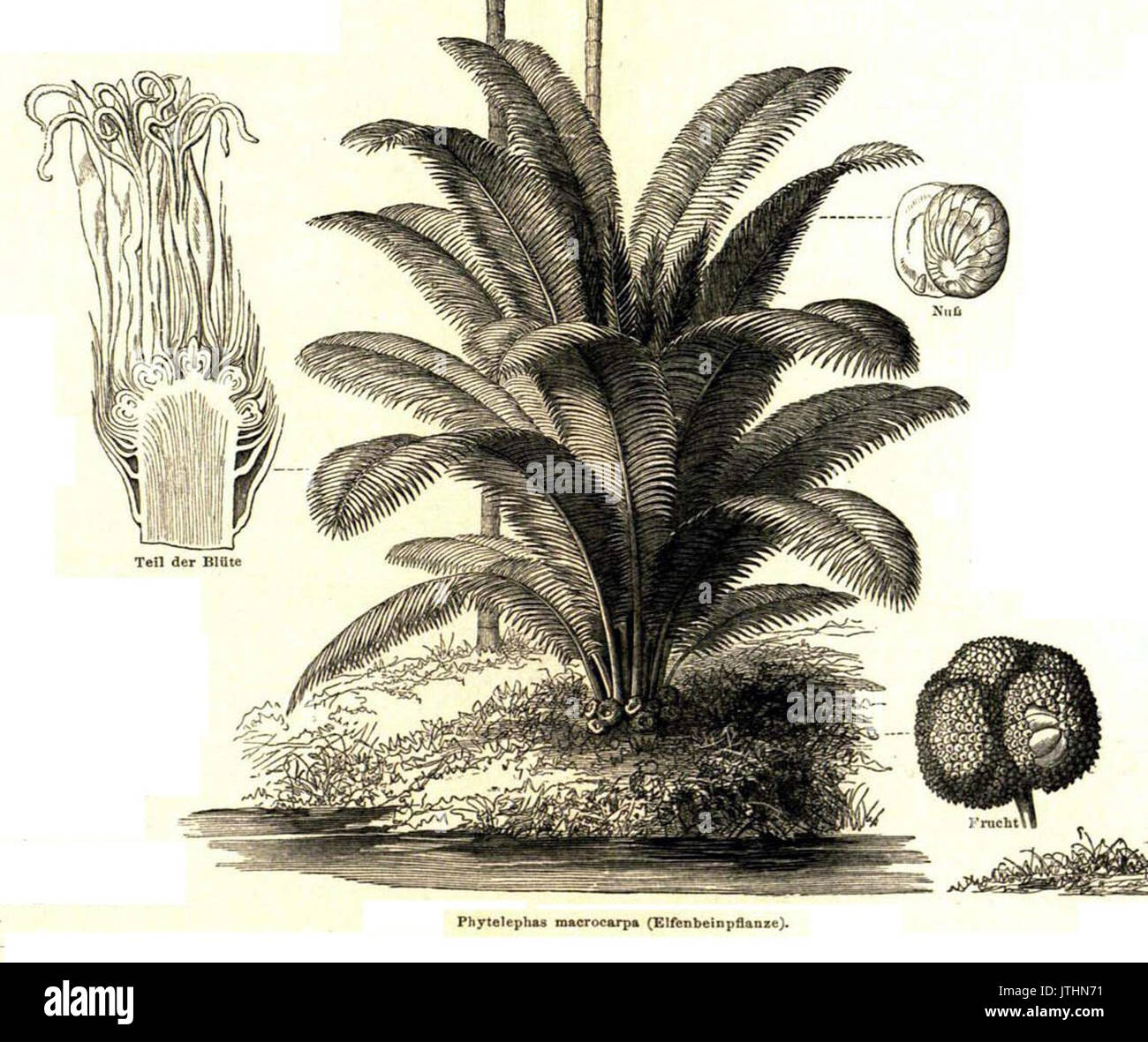 Phytelephas macrocarpa Industriepflanzen Meyer 1888 Stock Photo - Alamy