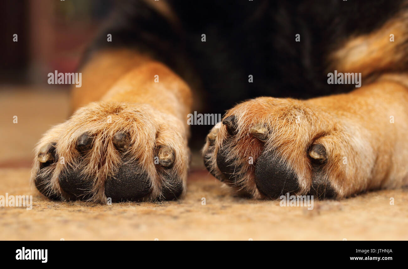 Closeup of shepherd dog's paws lying on the carpet Stock Photo