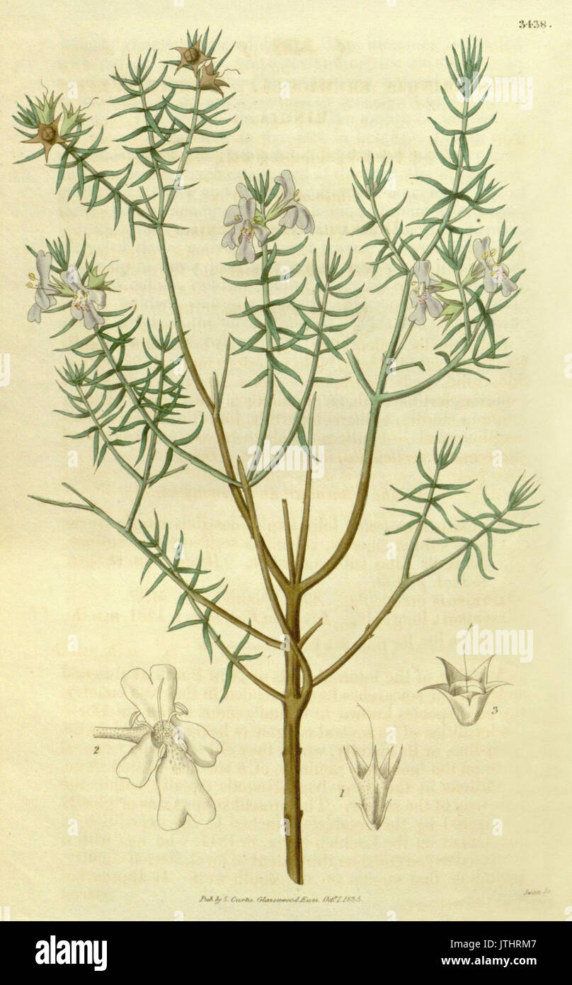 Westringia eremicola A. Cunn. ex Benth Stock Photo