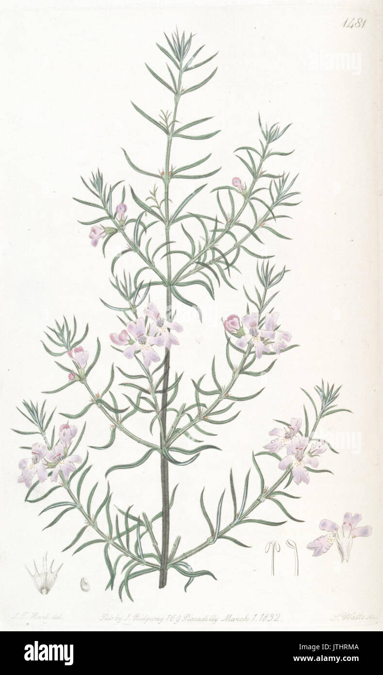 Westringia eremicola A. Cunn. ex Benth. (as Westringia longifolia Lindl.) Stock Photo