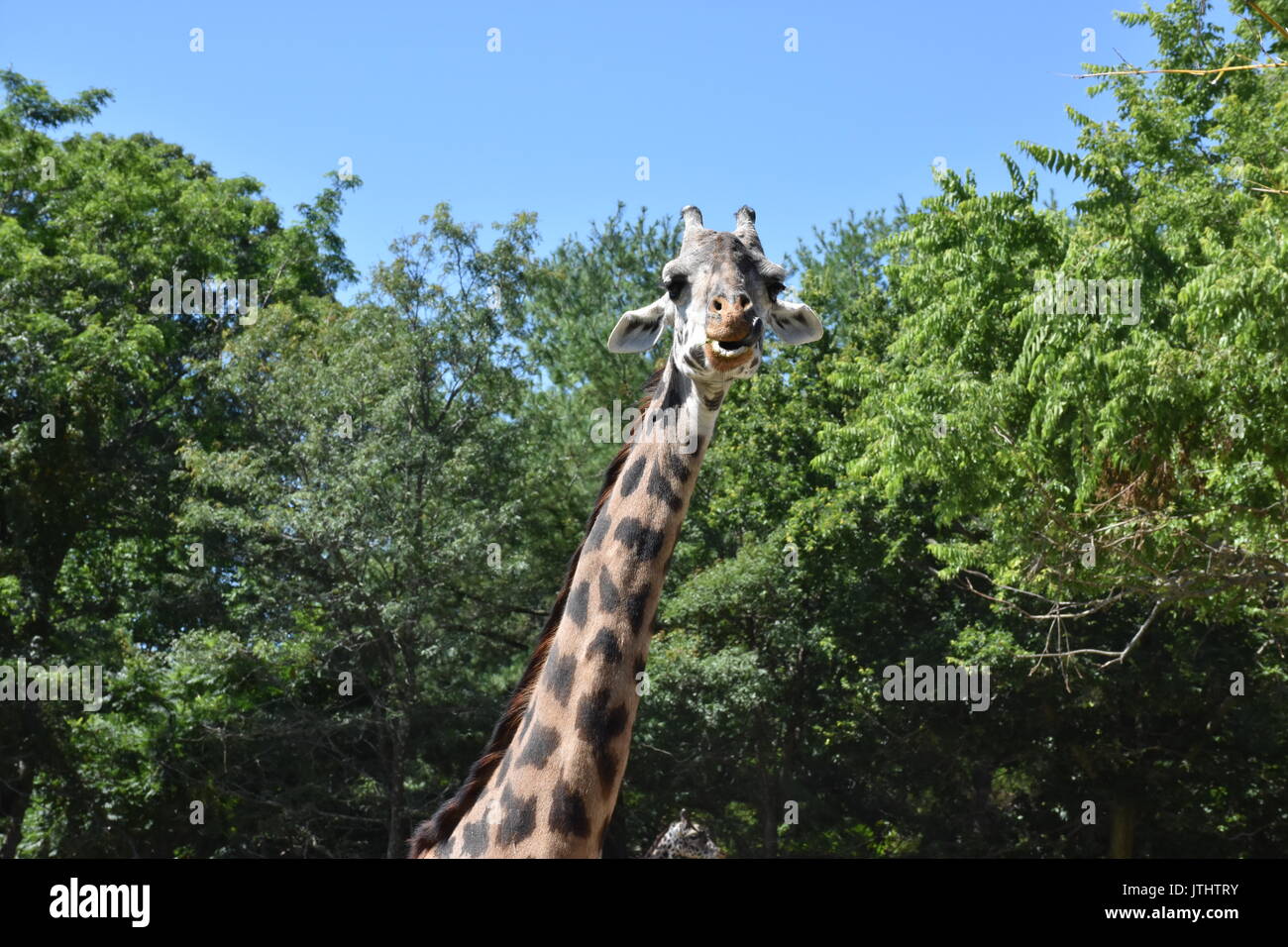 Giraffe at Roger Williams Park Zoo Stock Photo - Alamy