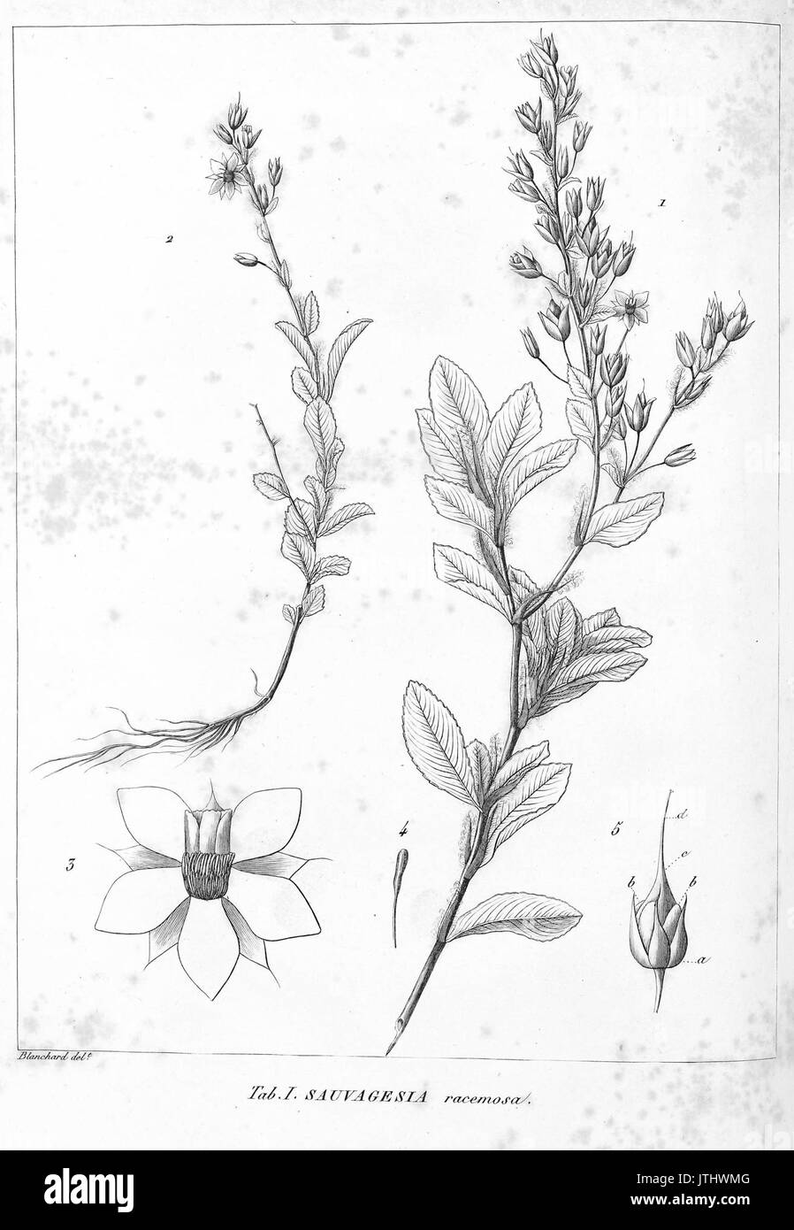 Sauvagesia racemosa HistPlRemarqBresil 01 Stock Photo