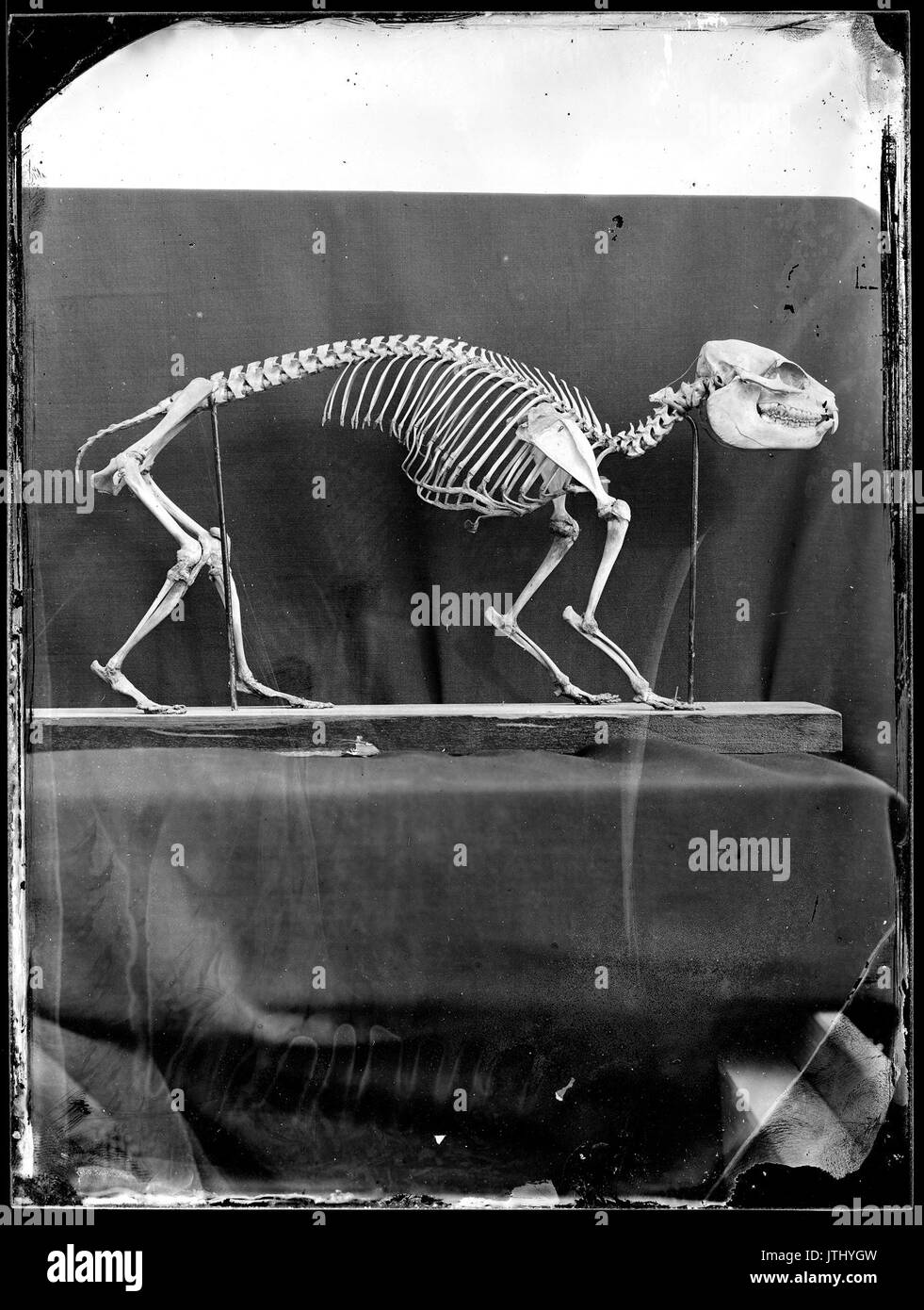 Squelette complet de daman des rochers   Fonds Trutat   MHNT.PHa.1824.06.003 Stock Photo
