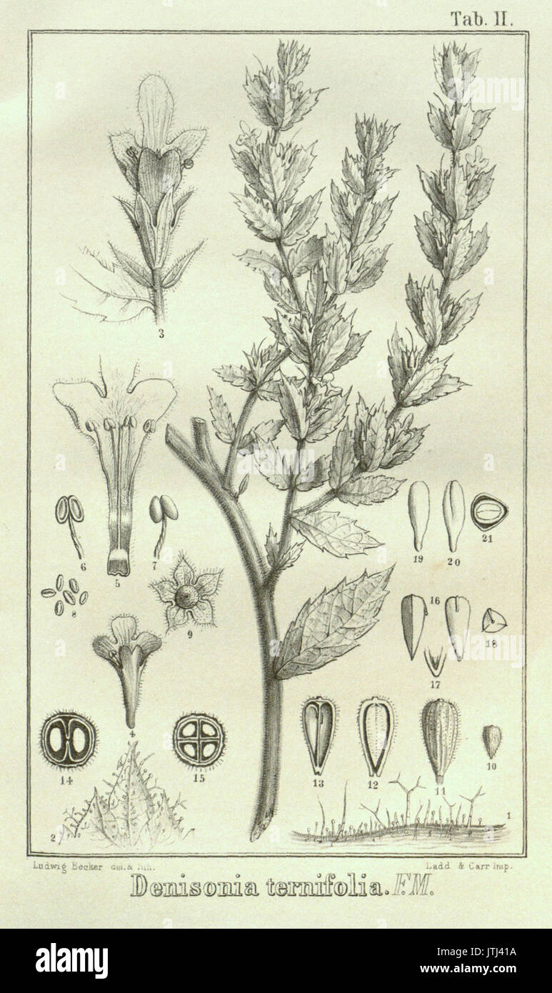 Pityrodia ternifolia as Denisonia ternifolia Stock Photo