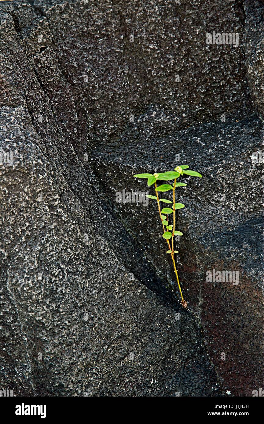 Fresh green growth embedded in lava on National Historical Park, Honaunau, archaeological park Stock Photo